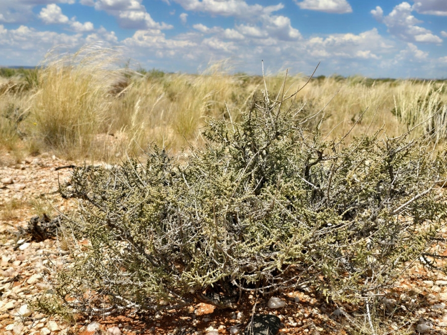 Commercial Property for Sale in Upington Rural Northern Cape